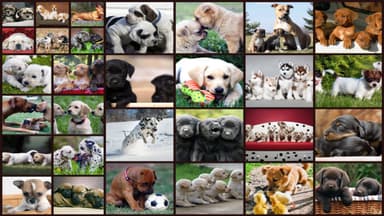 Köpekler Jigsaw Bulmaca Oyunları Çocuklar MUAYENE logo