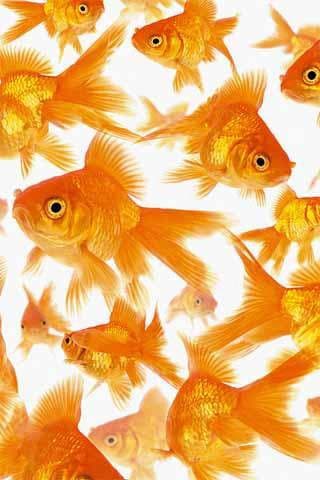 How To Draw Fish APK logo