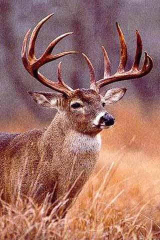 How To Draw Deer APK logo