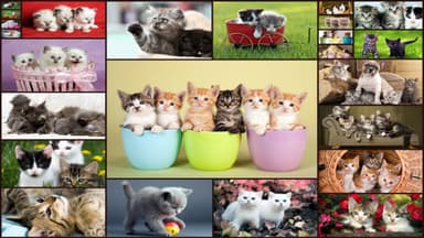 Çocukları MUAYENE için kediler puzzle logo