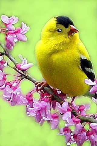 How To Draw Bird APK logo