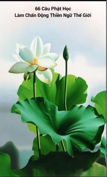 66 Câu Phật Học APK logo