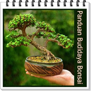 Bonsai MUAYENE Ekimi rehberi logo