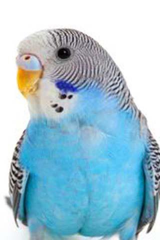 How To Draw Cute Cartoon Bird APK screenshot 1
