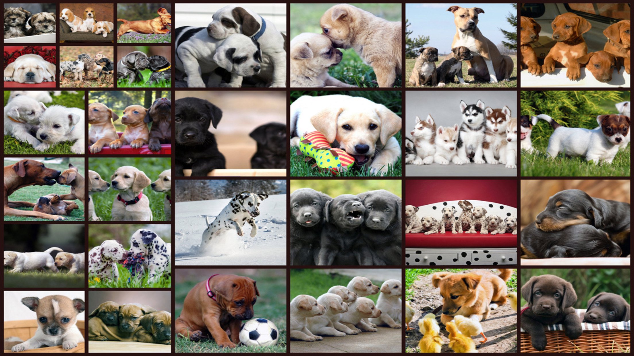 Köpekler Jigsaw Bulmaca Oyunları Çocuklar MUAYENE screenshot 1