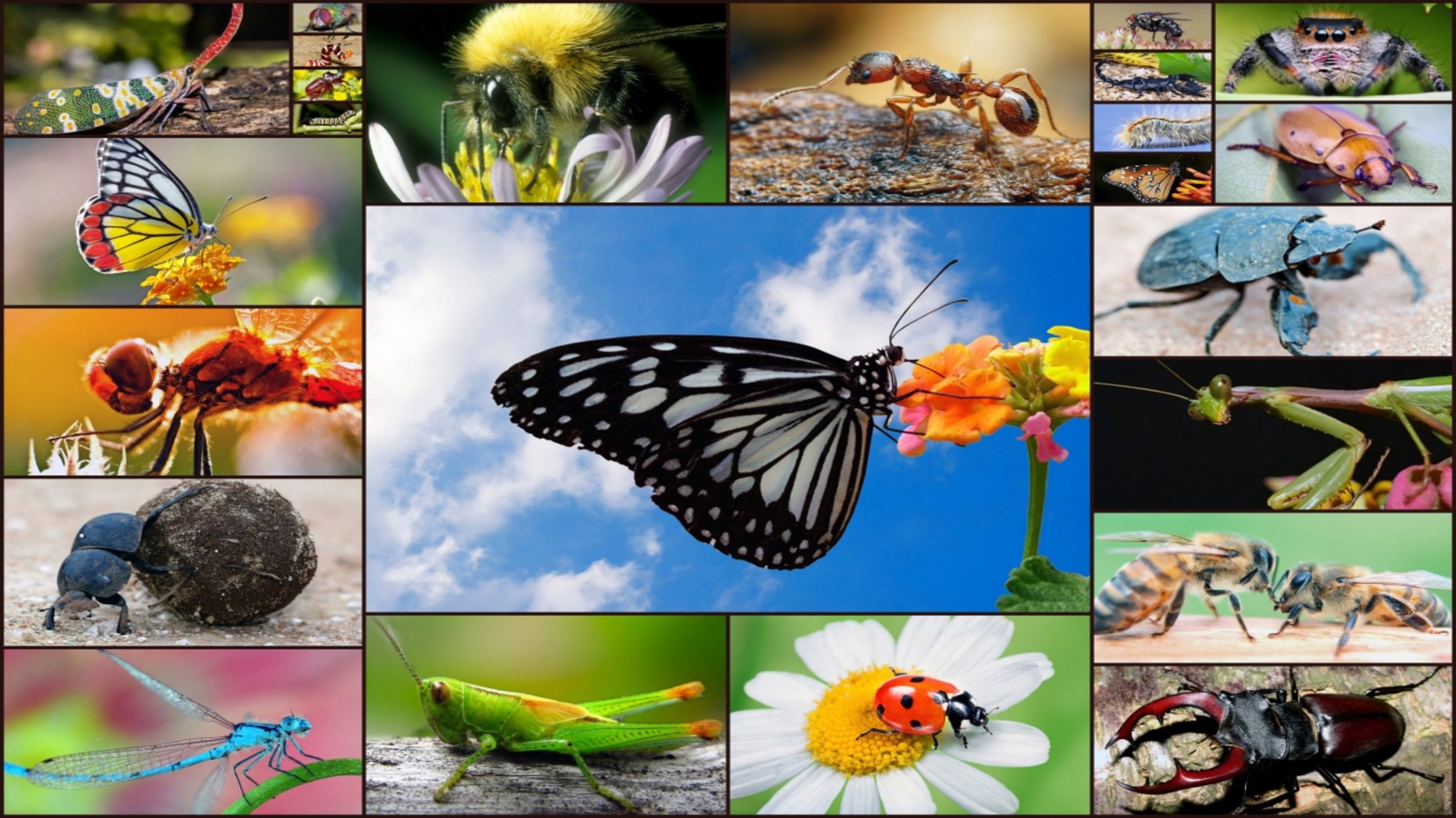 Böcek puzzle kuru temizleme Oyunları screenshot 1
