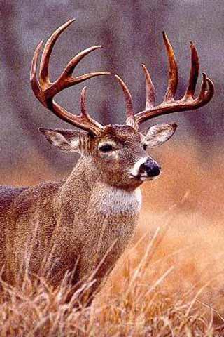 How To Draw Deer APK screenshot 1