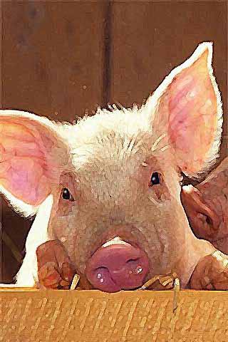 How To Draw Cartoon Pig Animal APK screenshot 1