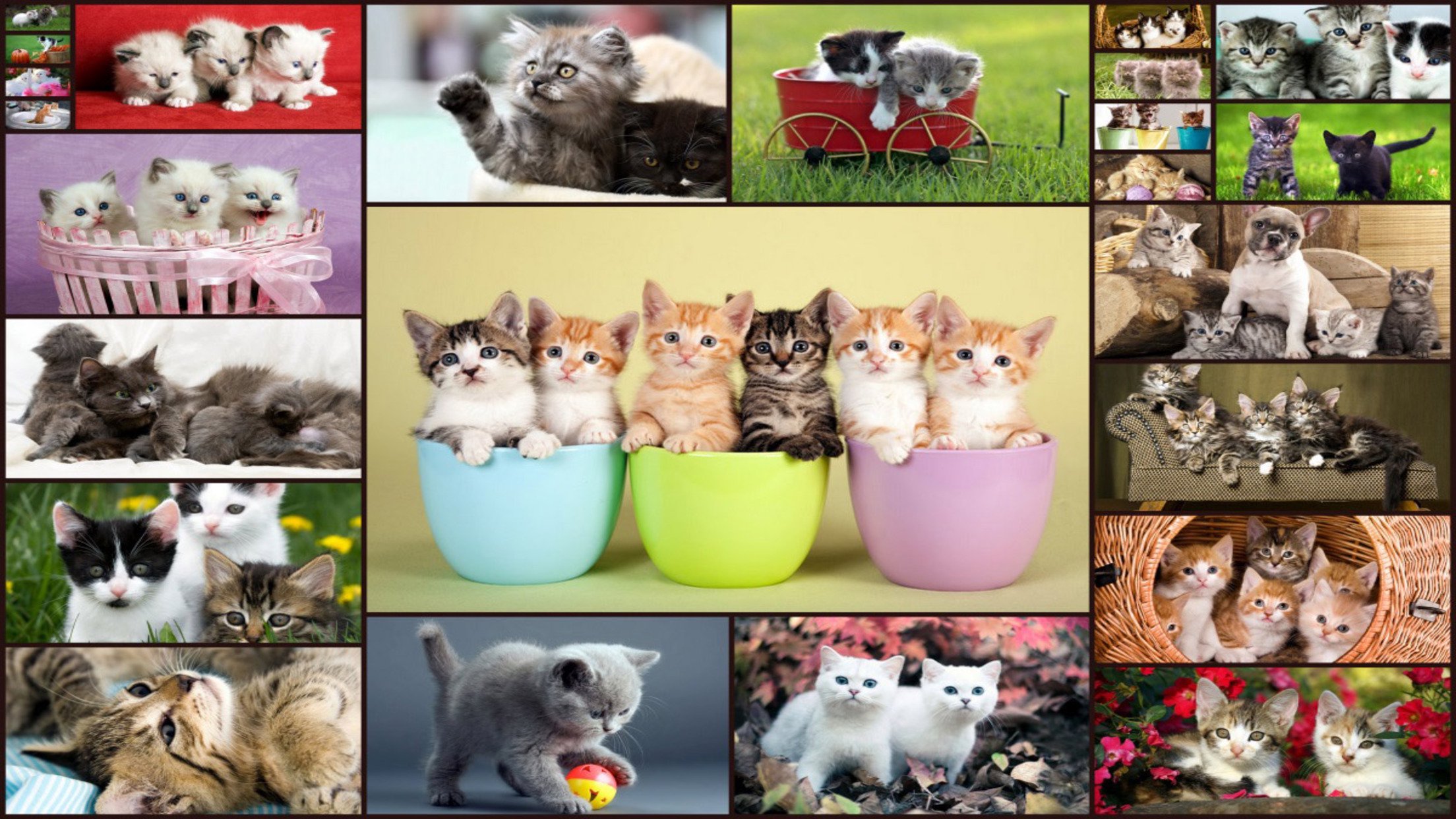 Çocukları MUAYENE için kediler puzzle screenshot 1